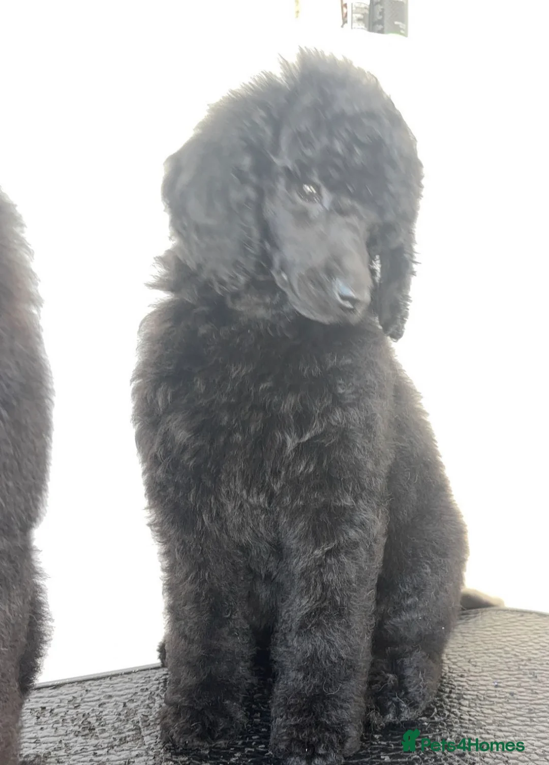Standard Poodle dogs for sale: ReducedKC Registered standard poodle puppies  - Advert 1