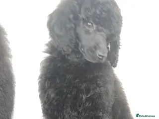 Standard Poodle dogs ReducedKC Registered standard poodle puppies - Advert 6