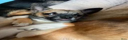 Pomchi dogs for stud: DISCOUNTED TILL PROVEN! in Clacton-on-Sea - Advert 5
