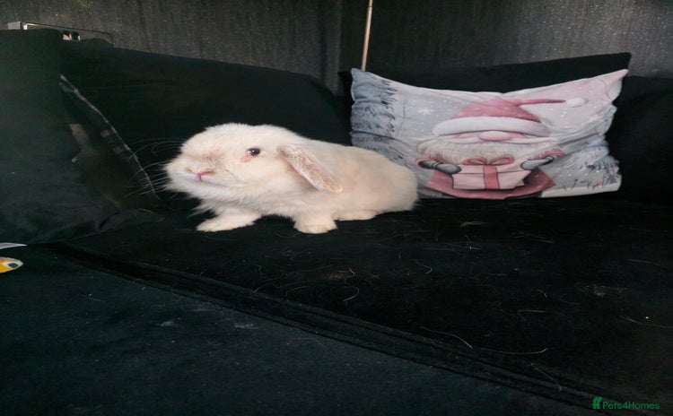 Mixed Breed rabbits Rabbits - Advert 15