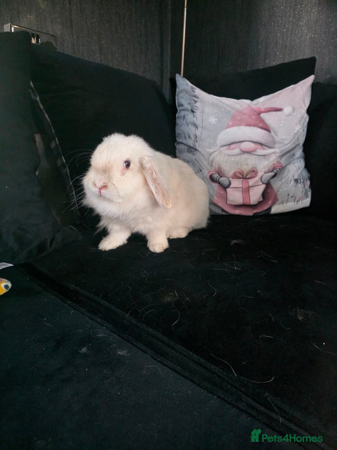 Mixed Breed rabbits for sale: Rabbits - Advert 1