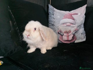 Mixed Breed rabbits Rabbits - Advert 17