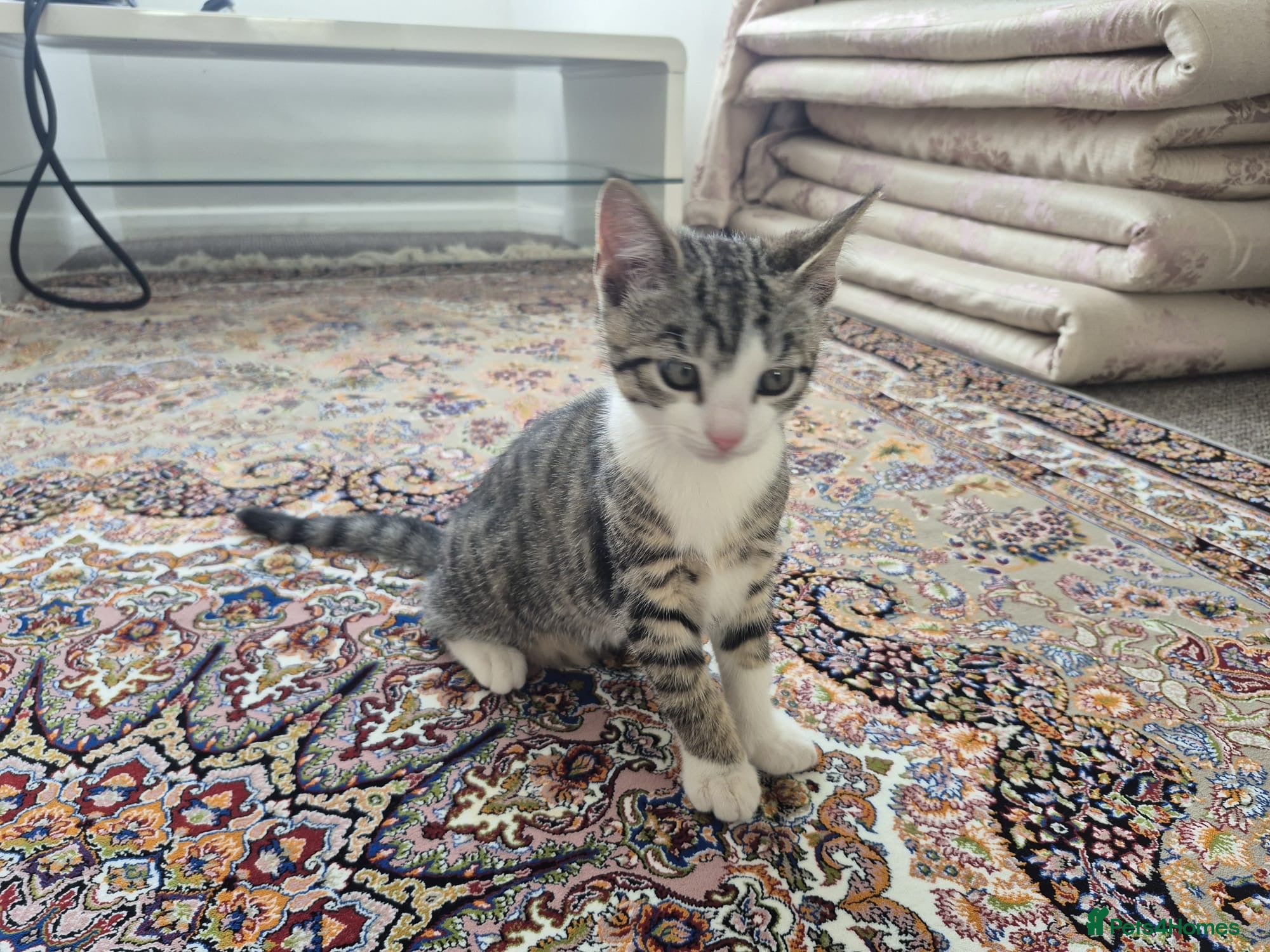 British Shorthair cats for sale: Tabby short hair kittens  - Advert 12
