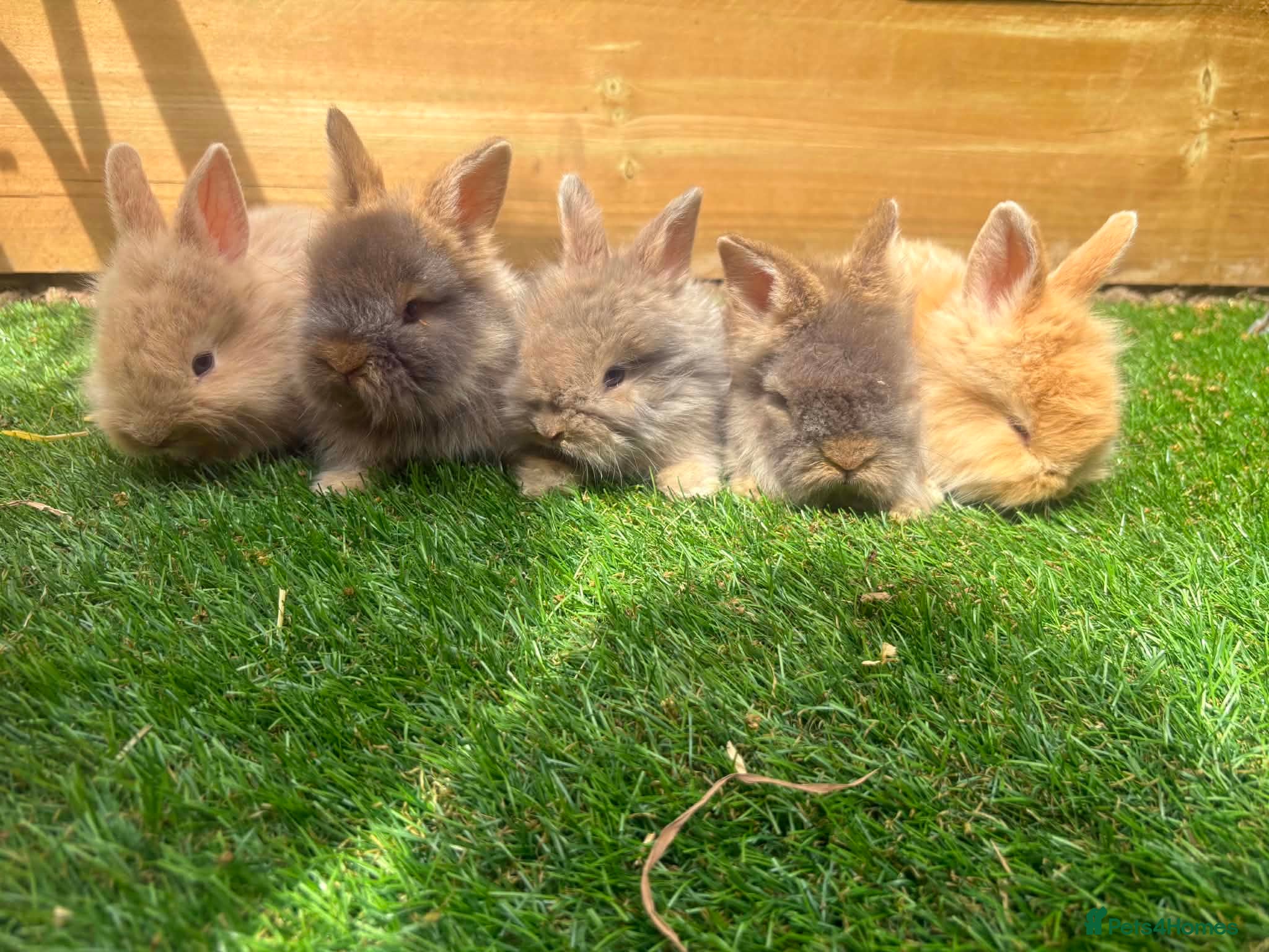 Angora rabbits English angora babies  - Advert 1