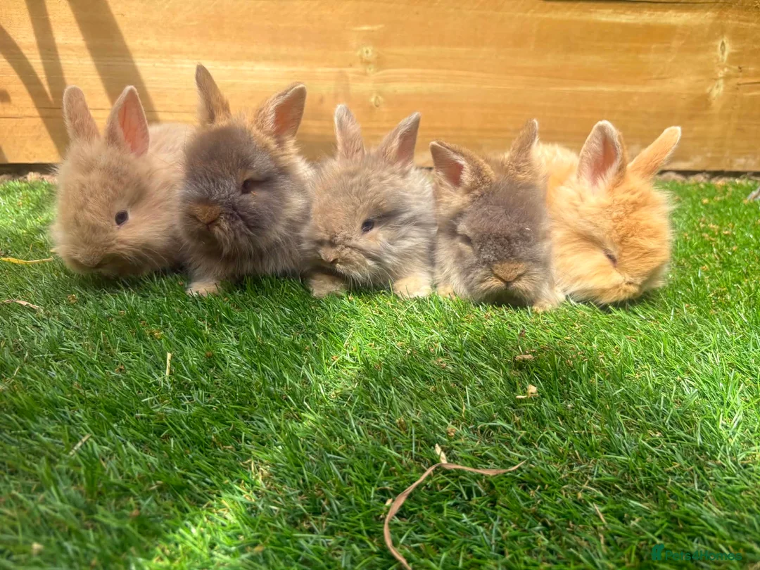 Angora rabbits for sale: English angora babies  in Stoke-on-Trent - Advert 1