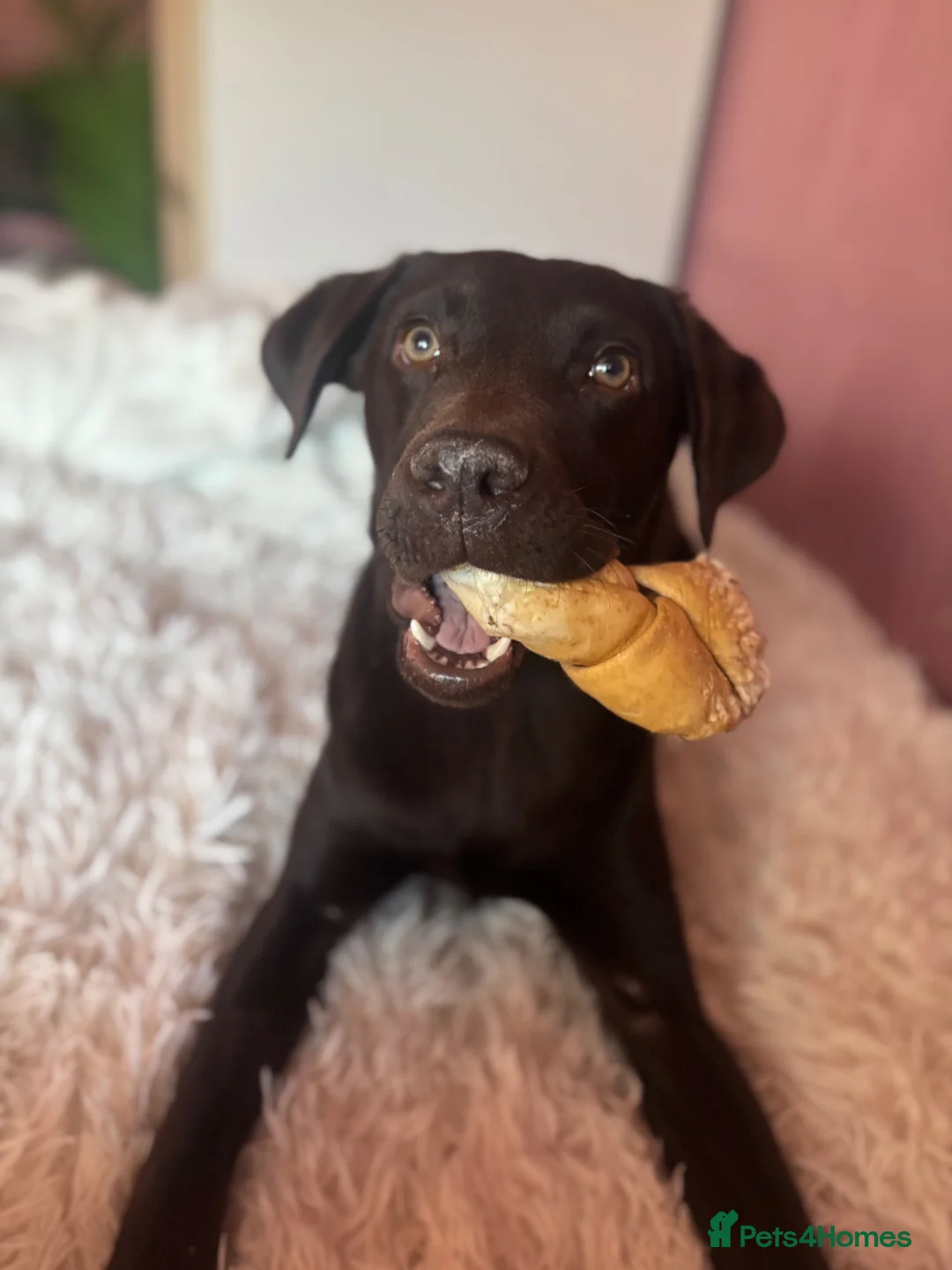 Labrador Retriever dogs for sale: 9 month old Labrador retriever - Advert 2
