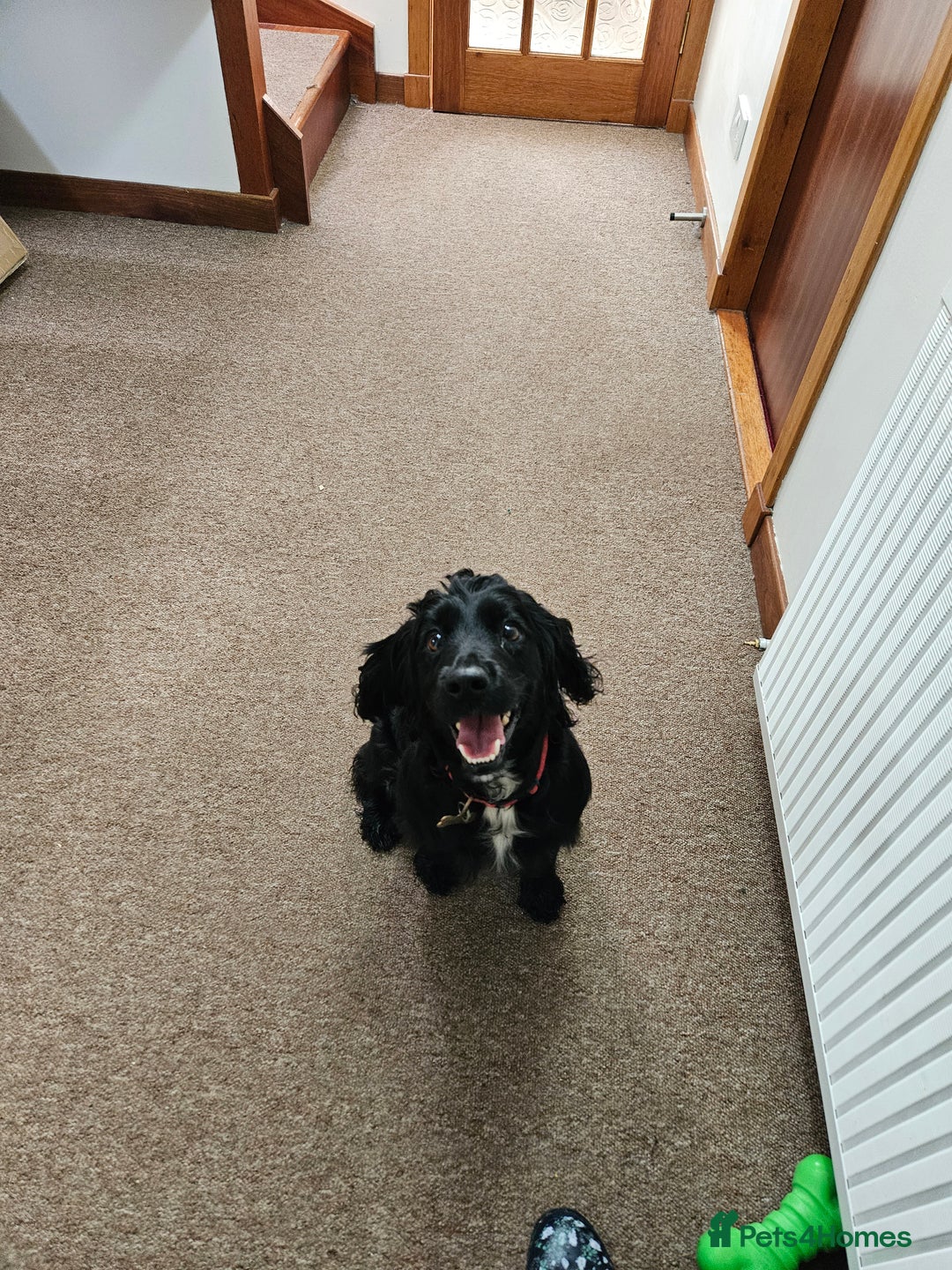 Cocker Spaniel dogs for sale: Cocker Spaniel pups - Advert 8