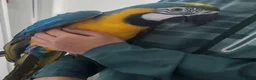 Macaws birds for sale: Handreared silly tame macaws. - Advert 4