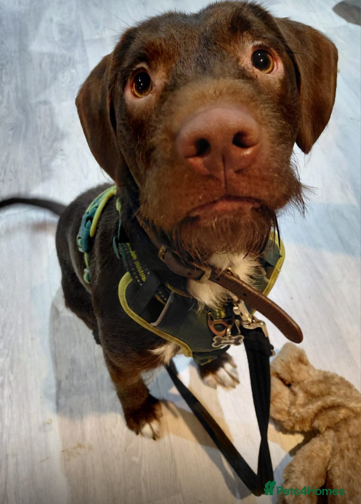 Mixed Breed dogs This beautiful Springdale is 10 month old  - Advert 1