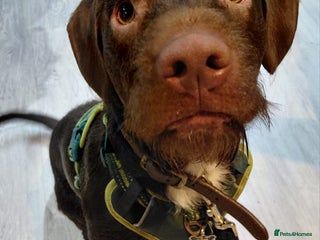 Mixed Breed dogs This beautiful Springdale is 10 month old - Advert 1