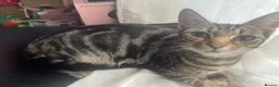 Mixed Breed cats for sale: Six kittens in Leeds - Advert 1