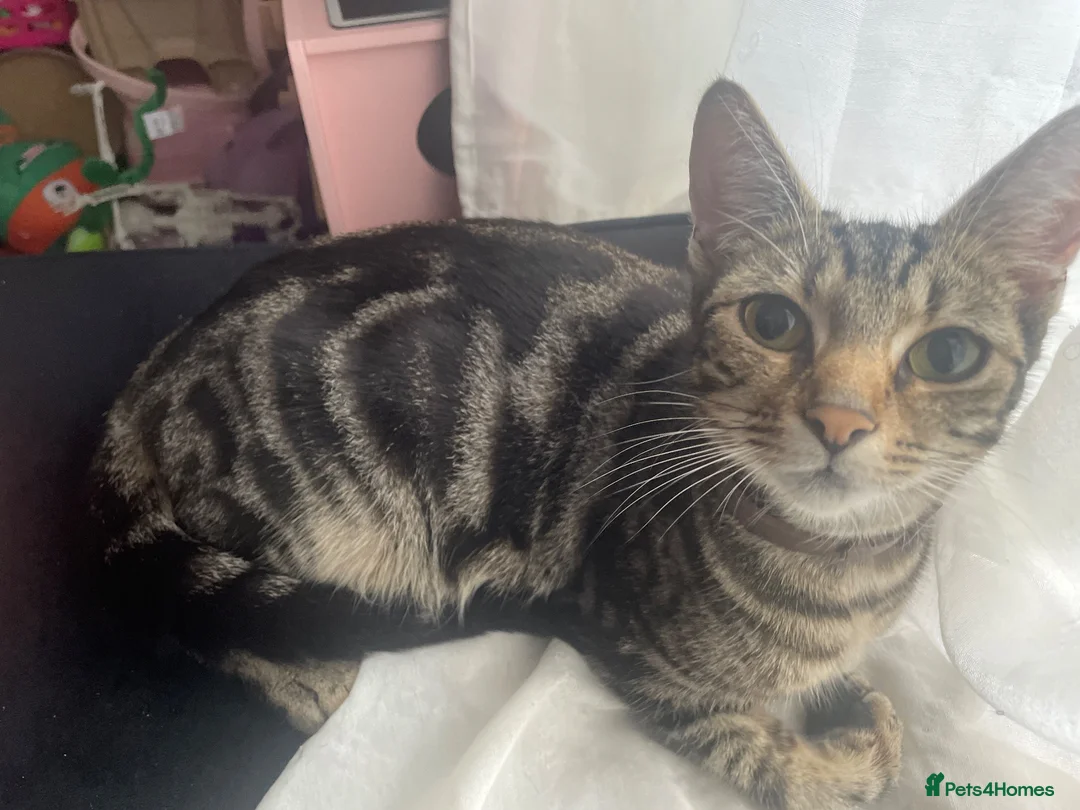 Mixed Breed cats for sale: Six kittens in Leeds - Advert 1