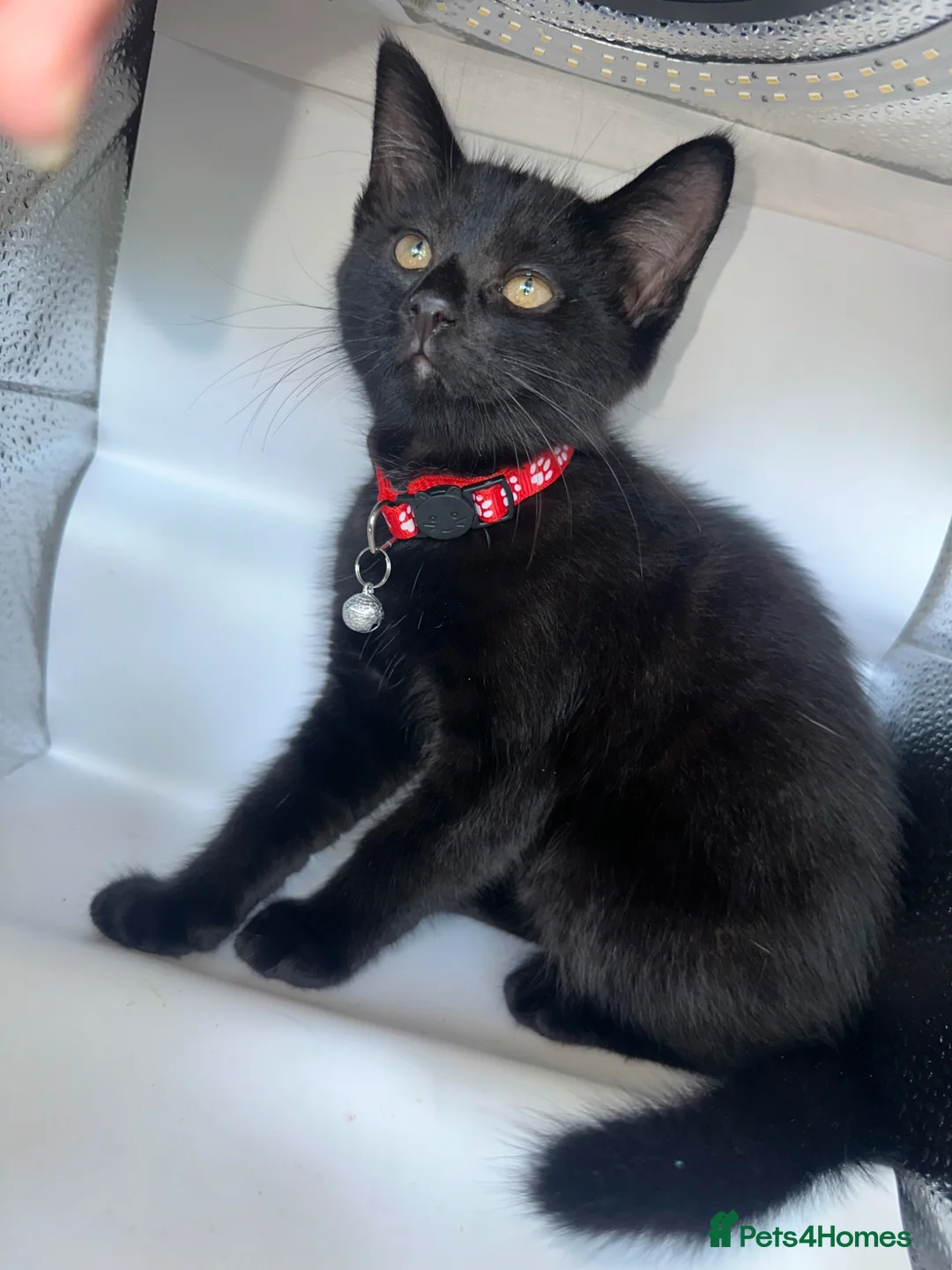 Pixie Bob cats for sale: 3 beautiful pixie bobs  - Advert 16