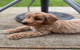 Cockapoo dogs for sale: F1B Female Cockapoo puppy - Image 1