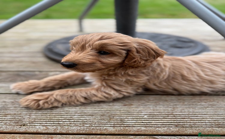 Cockapoo dogs - Advert 1