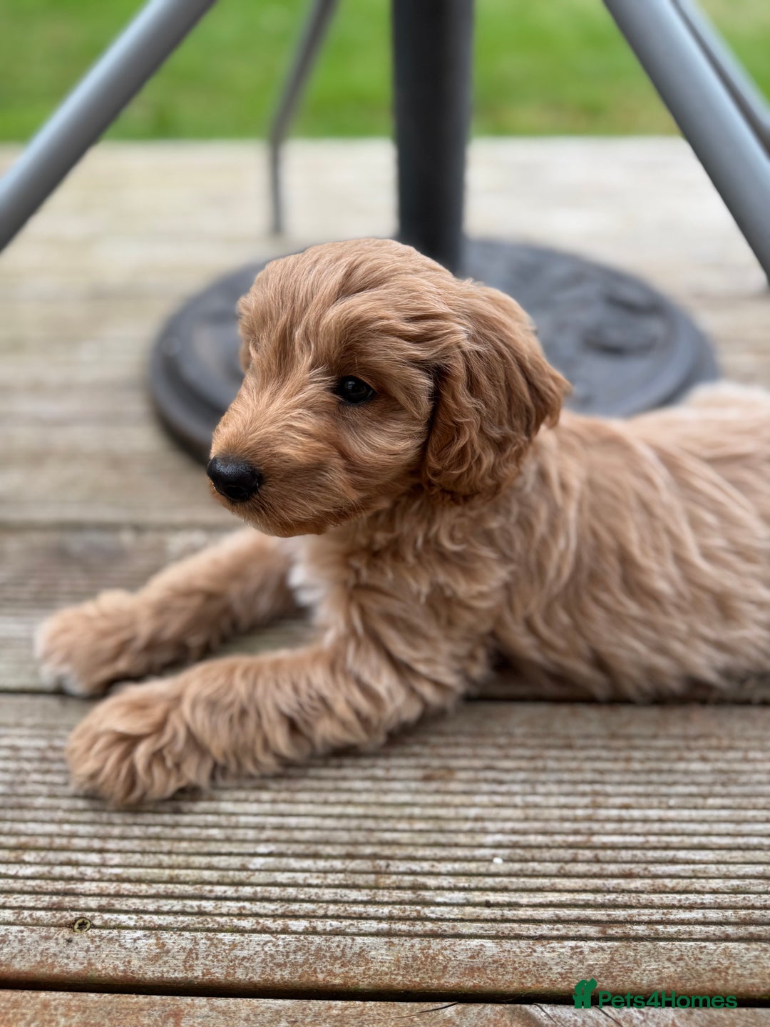 Cockapoo dogs for sale: F1B Female Cockapoo puppy - Image 1