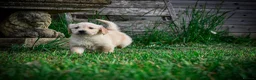 Golden Retriever dogs for sale: Traditional Dark Golden Retriever Puppy’s KC Reg - Advert 7