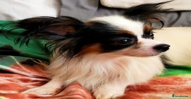 Papillon dogs in Denbigh - Advert 5