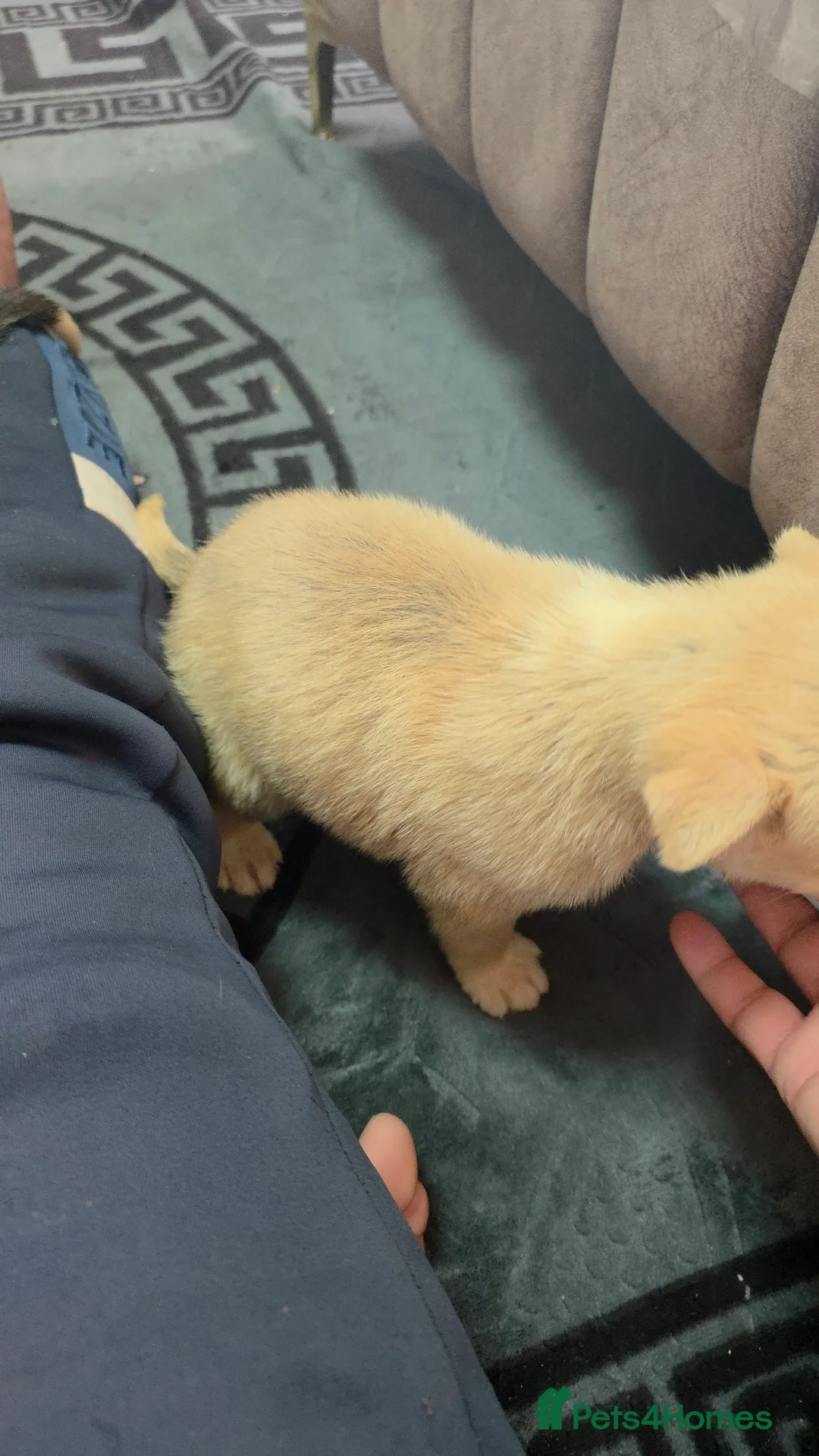 Mixed Breed dogs for sale: Siberian husky puppies  - Advert 2