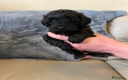 Shihpoo dogs for sale: beautiful shihpoo litter - Image 23