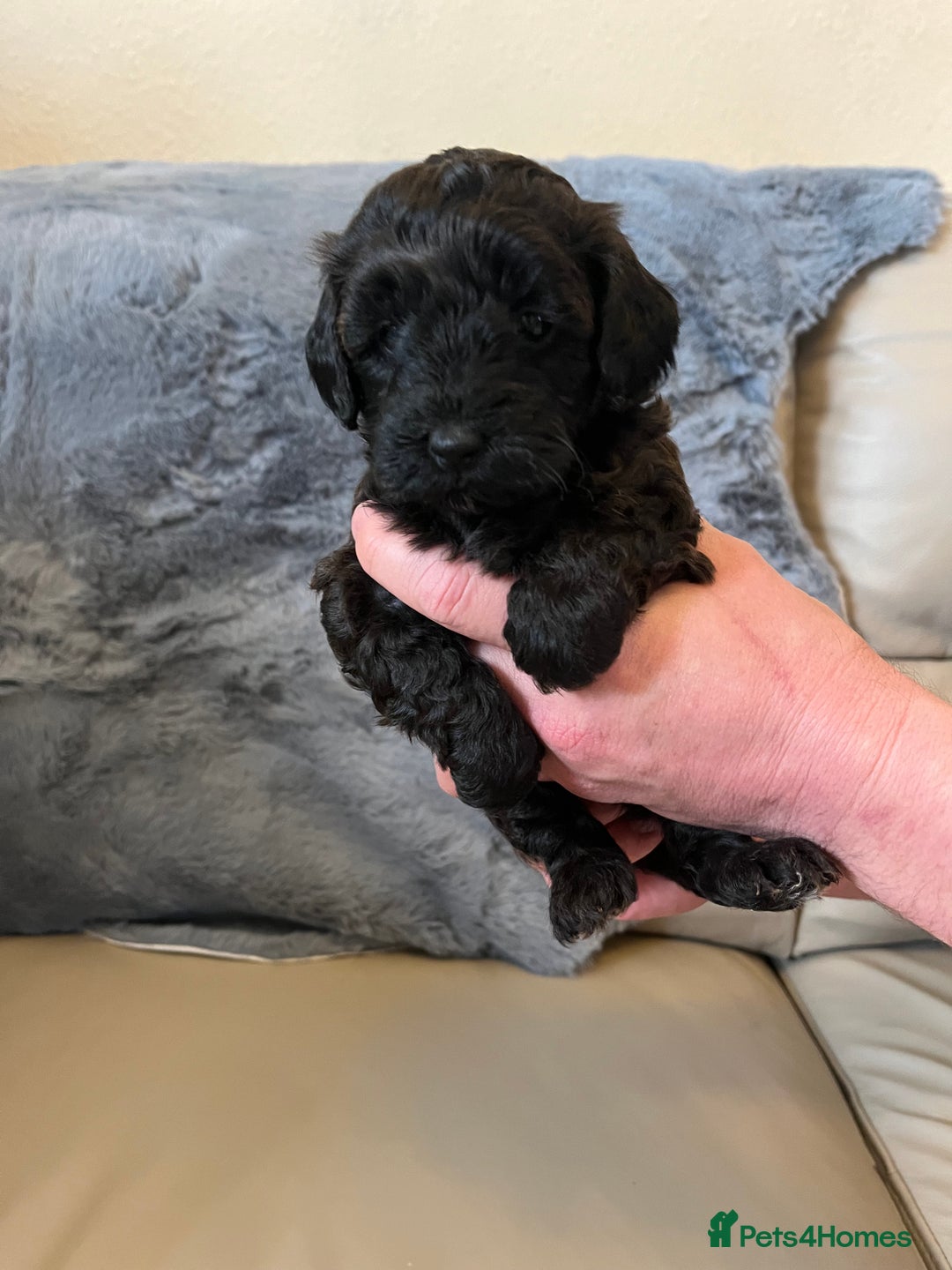 Shihpoo dogs for sale: beautiful shihpoo litter - Image 23
