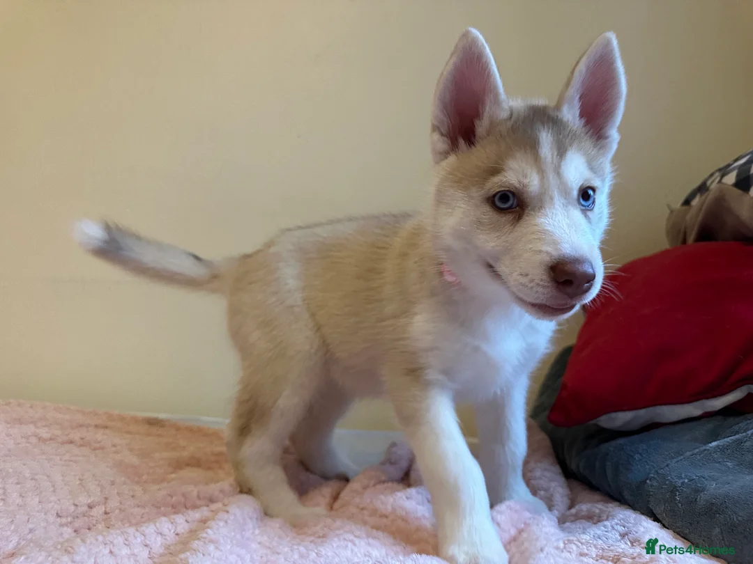 Siberian Husky dogs for sale: ✨ Siberian Huskies puppies ✨ - Advert 5
