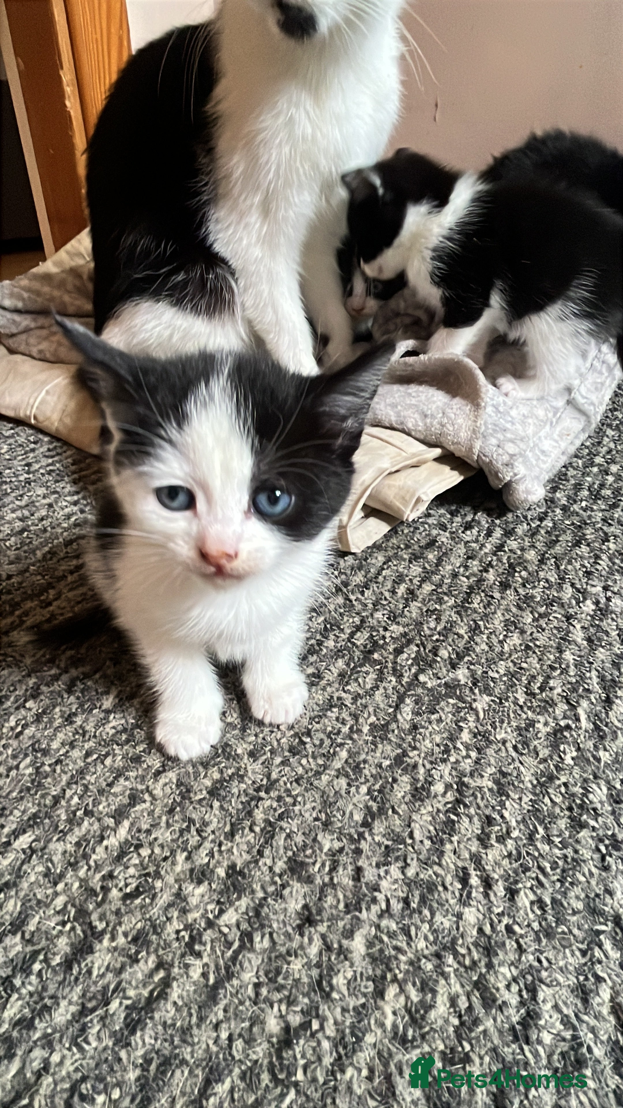 Mixed Breed cats for sale: Mixed breed  in Liverpool - Advert 2