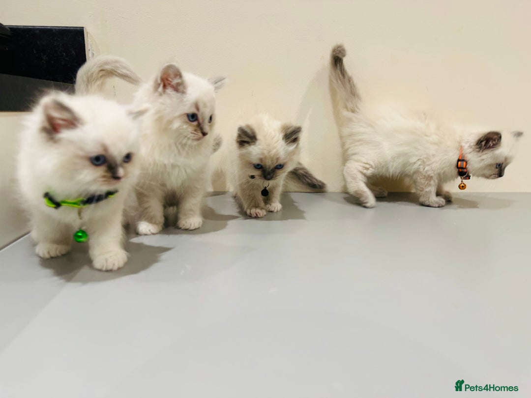 Ragdoll cats for sale: Adorable Pure Ragdoll Kittens - Advert 2