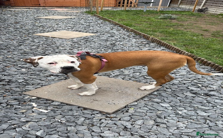 Bullmastiff dogs - Advert 1