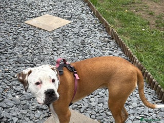 Bullmastiff dogs - Advert 1