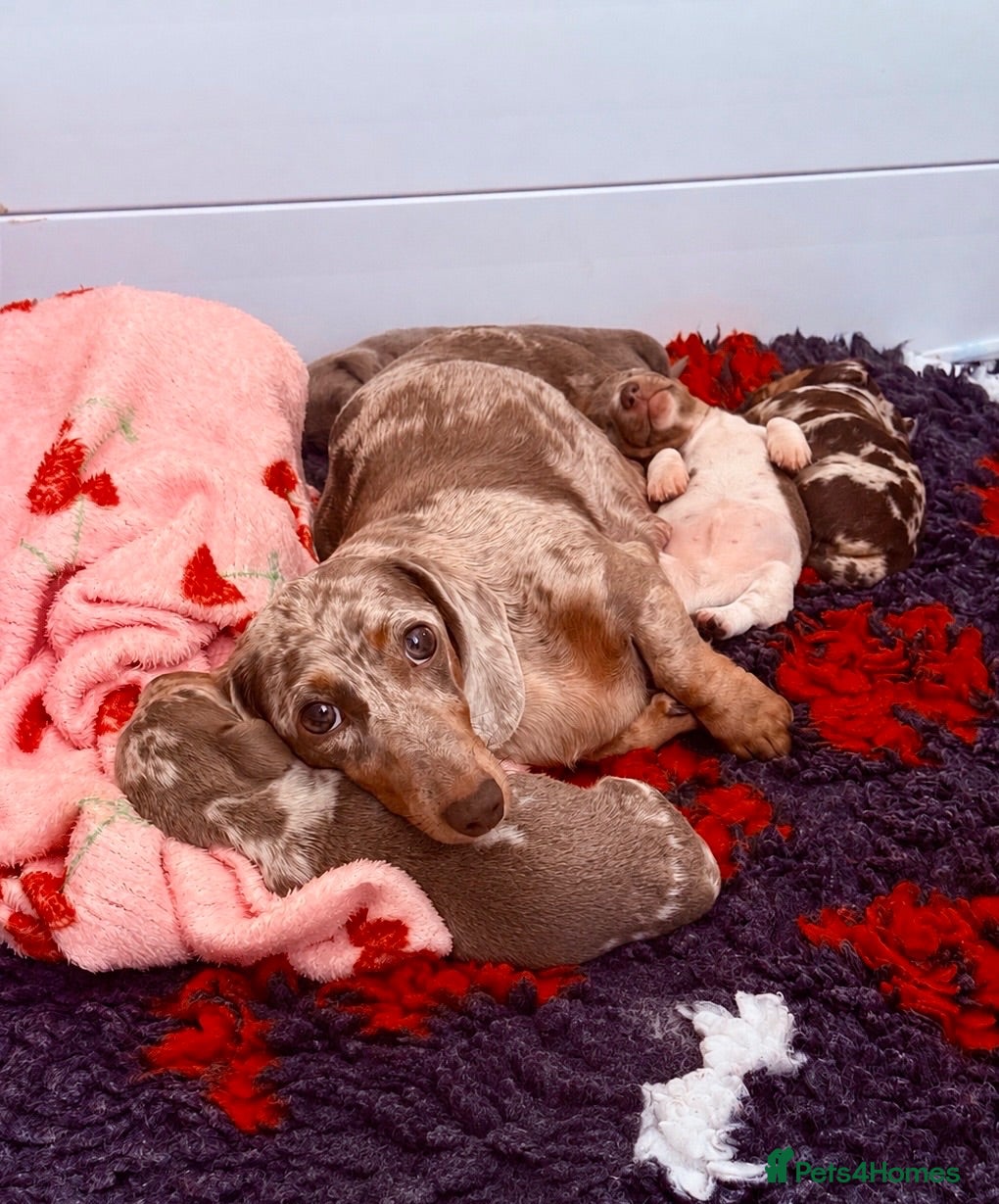 Miniature Dachshund dogs Stunning Health Tested Miniature Daxie Pups - Advert 16