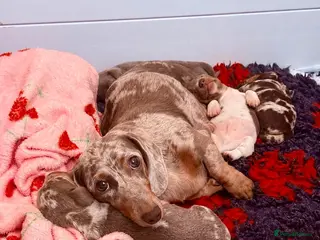Miniature Dachshund dogs Stunning Health Tested Miniature Daxie Pups - Advert 16