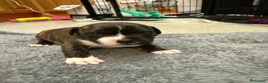 Staffordshire Bull Terrier Puppy 2