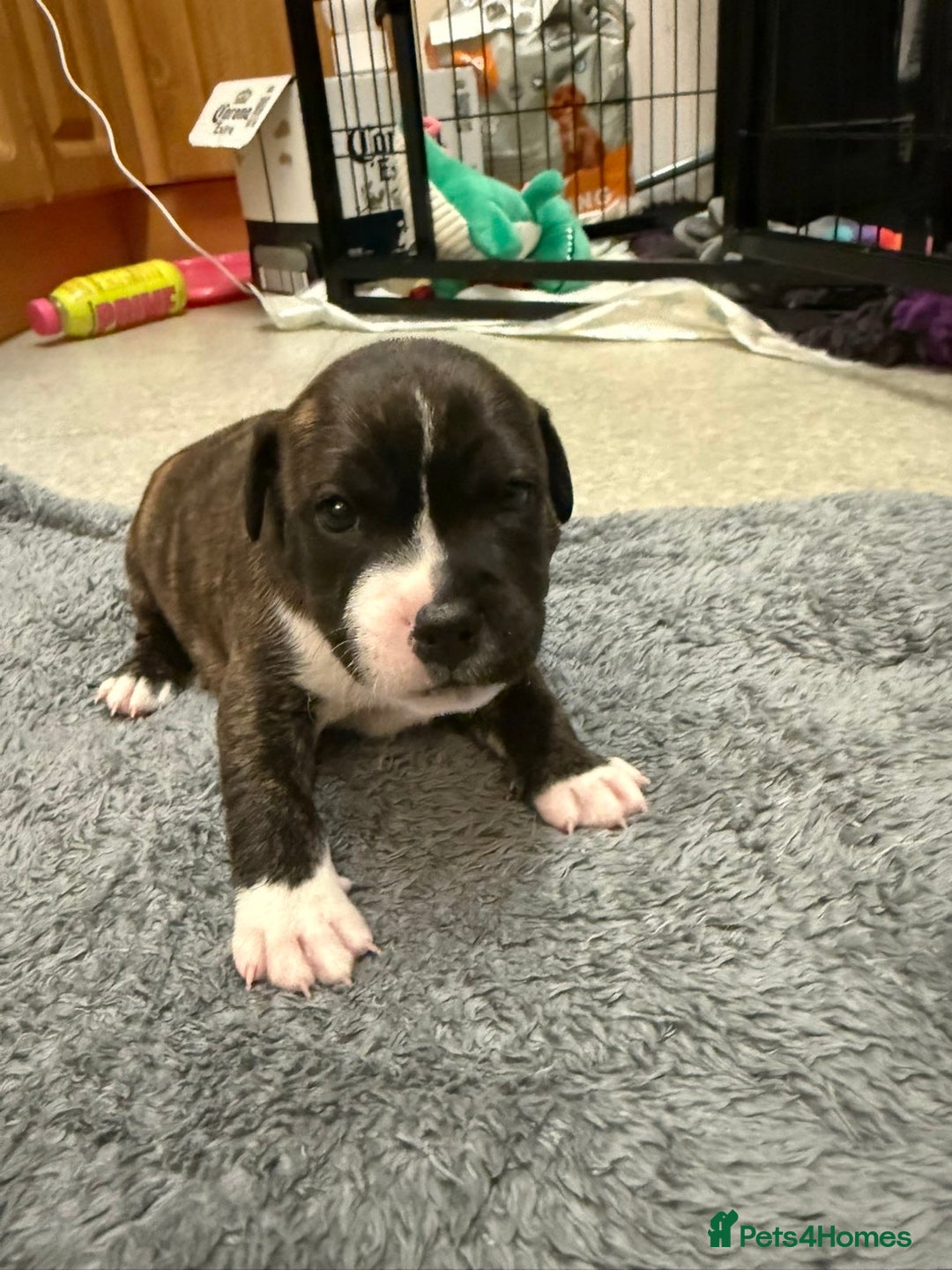 Staffordshire Bull Terrier dogs for sale: Champion Bloodline Staffy pups - Advert 3