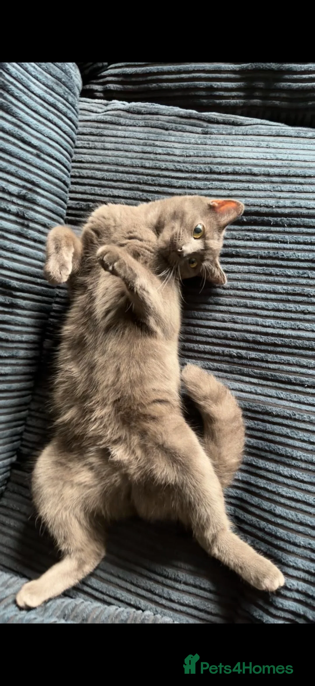 Domestic Shorthair cats for sale: Cat for sale in Keighley - Advert 1