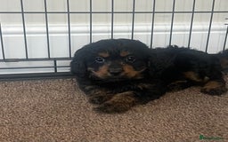 Cavapoo dogs for sale: Cavapoo puppy - Image 4