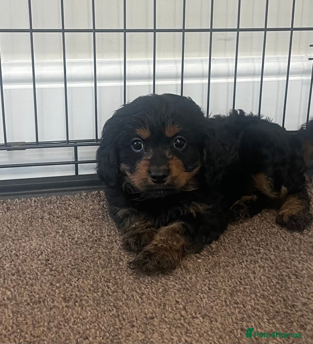 Cavapoo dogs for sale: Cavapoo puppy - Image 4