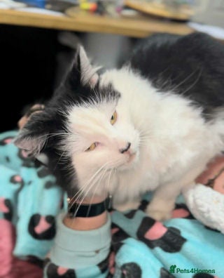 Mixed Breed cats SENOR CATTO - Advert 1