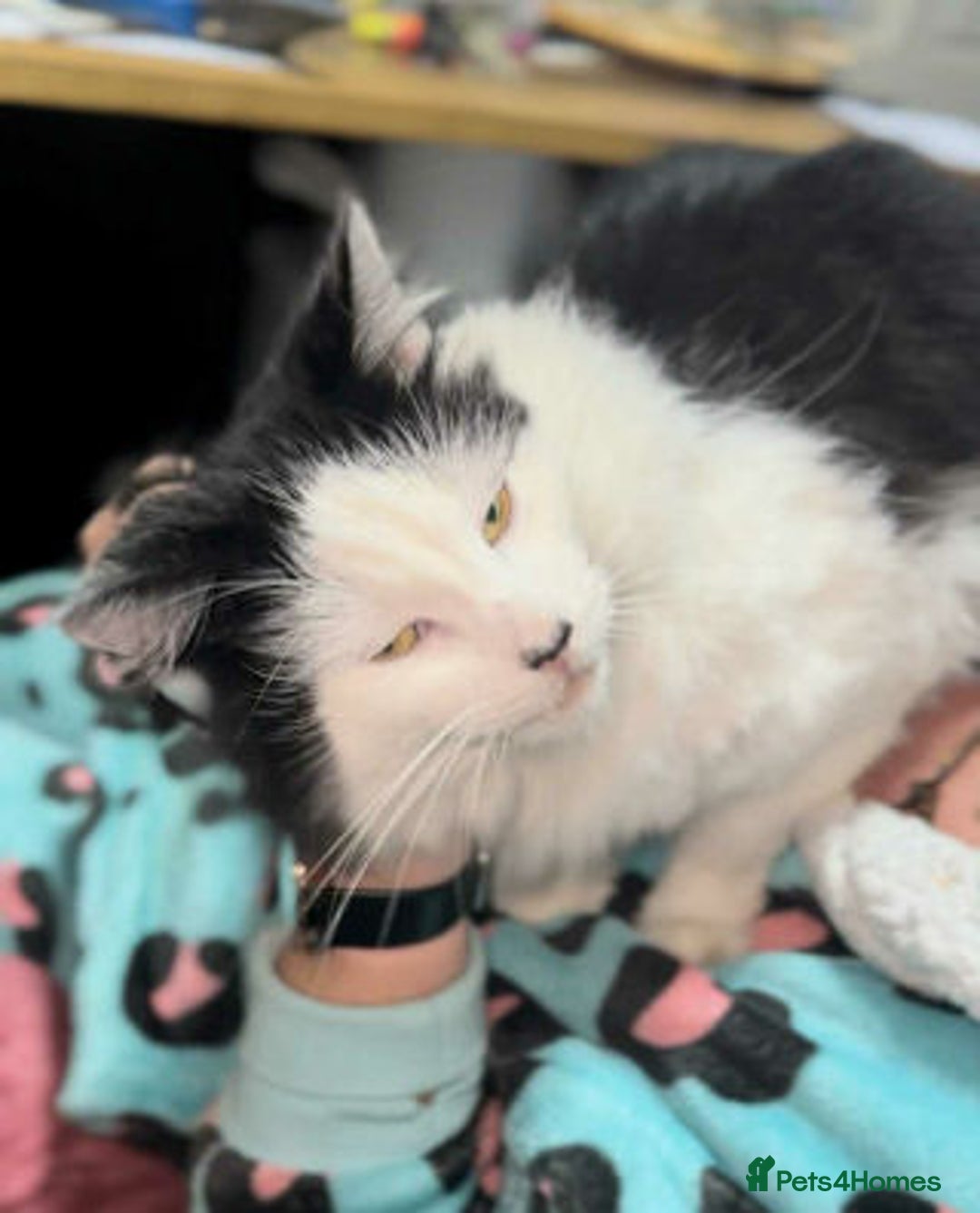 Mixed Breed cats for adoption: SENOR CATTO - Advert 1