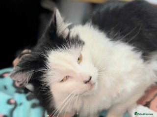 Mixed Breed cats SENOR CATTO - Advert 1