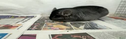 Chinchilla rodents for sale: Sophie, beautiful chunky Standard girl. Super tame - Advert 8