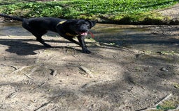 Labrador Retriever dogs for sale: 1 year old male labrador (Goose)  - Image 4