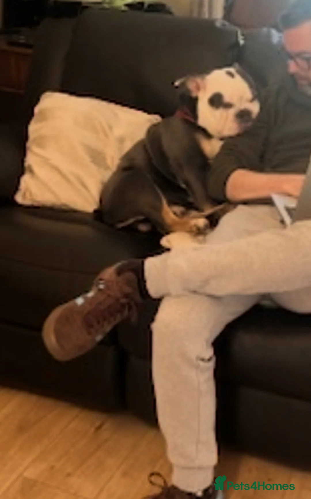 Olde English Bulldogge dogs for sale: Paddy the bull dog - Advert 10
