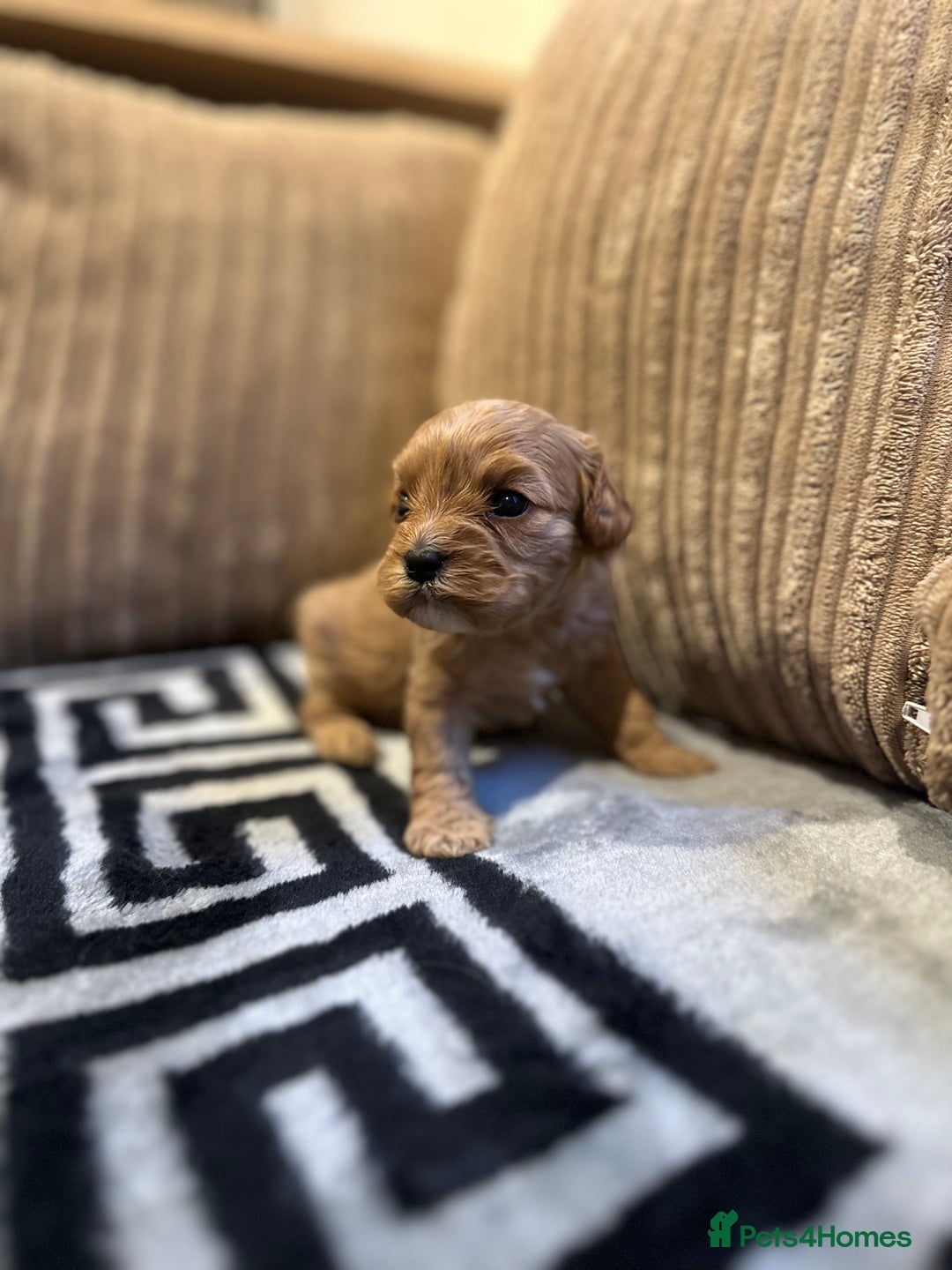 Cavapoo dogs for sale: 🐶 Beautiful Red Cavapoo Puppies – Ready November  - Image 26