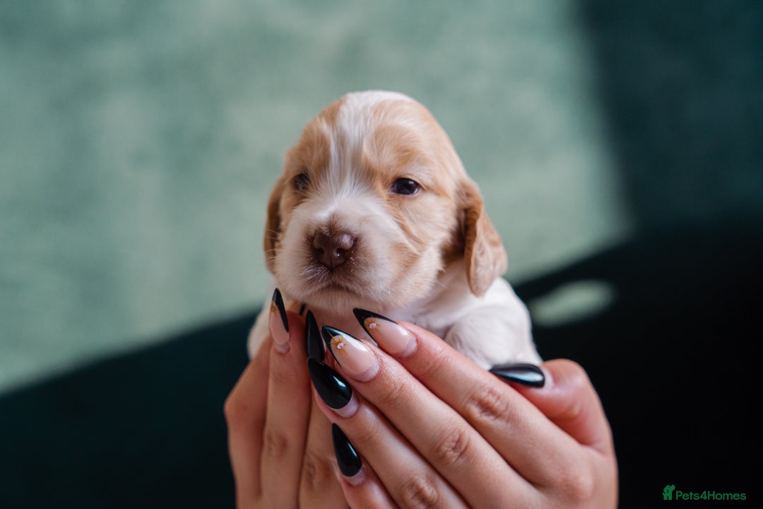 Cocker Spaniel dogs for sale: ✨ Showline Cocker Spaniel puppies for sale ✨ - Image 9