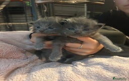 Maine Coon cats for sale: Maine coon x ragdoll  - Image 11