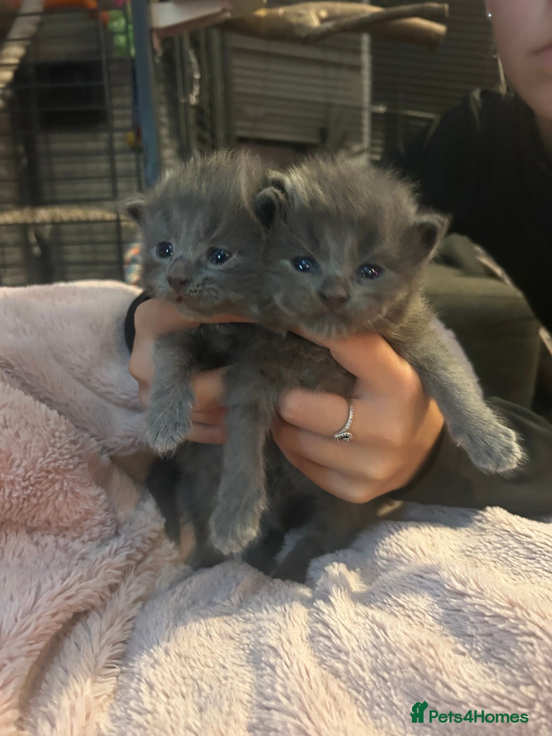Maine Coon cats for sale: Maine coon x ragdoll  - Image 11
