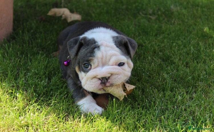 English Bulldog dogs - Advert 3
