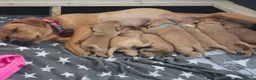 Labrador Retriever dogs for sale: Foxy Red Labrador Puppies in Kilmarnock - Advert 3
