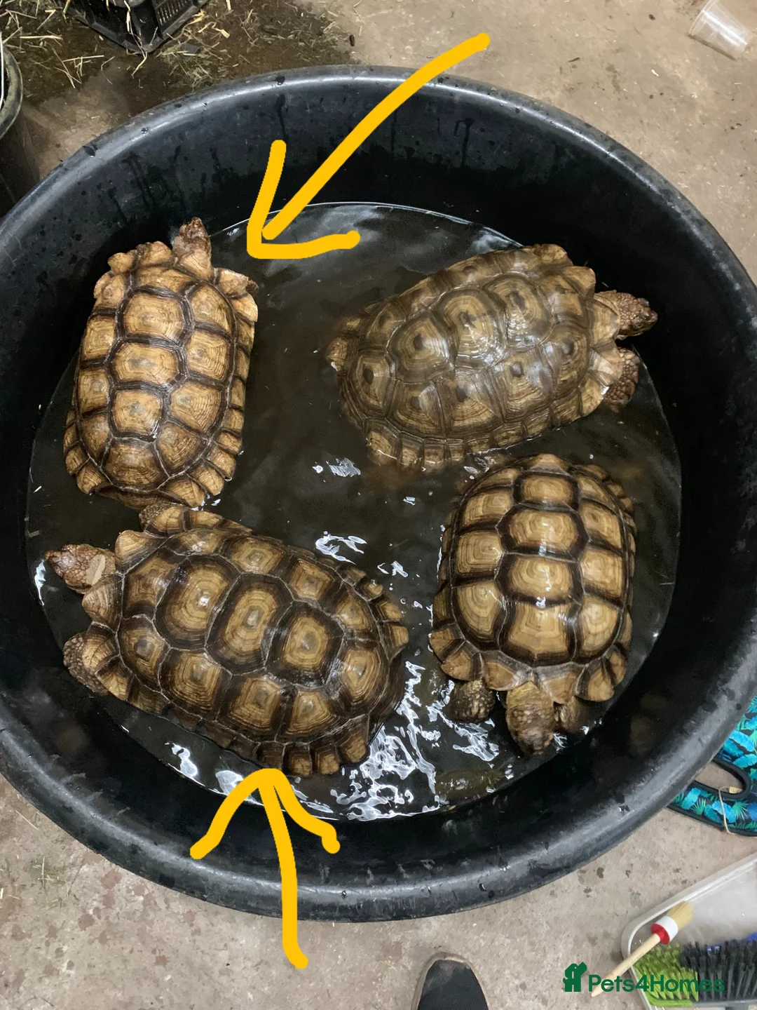 Tortoise reptiles for sale: 2 x Sulcata Tortoises - Advert 2
